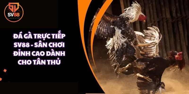 Tổng quan vài nét về danh mục đá gà Sv88