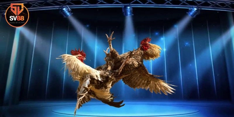 Vì sao đá gà Sv88 lại được nhiều người yêu thích?