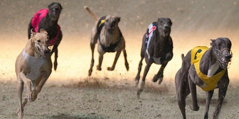 Bắt kèo đua chó nhanh chóng và hiệu quả