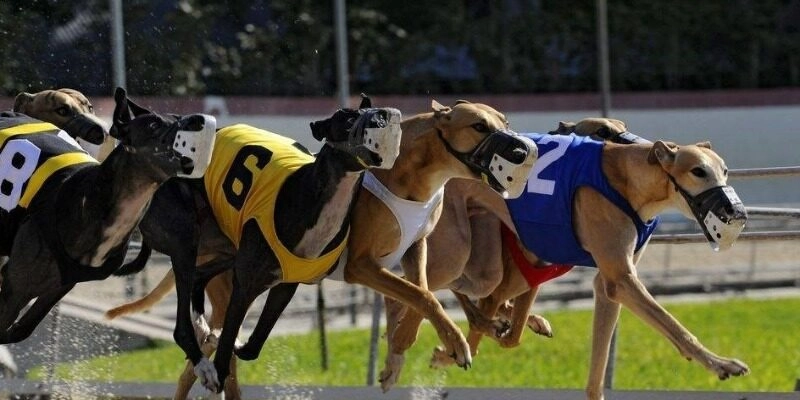 Đôi nét về cá cược đua chó thú vị tại nhà cái