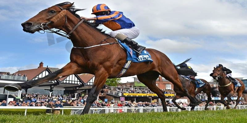 Mách bạn cách chơi cá cược đua ngựa cực đơn giản