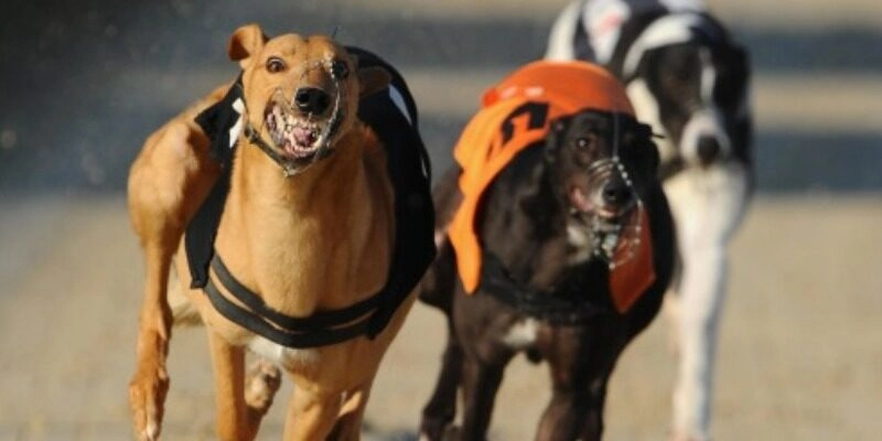 Thắng lớn cá cược đua chó với mẹo hấp dẫn